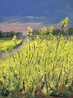 Rapeseed Flowers, Angles-sur-L'Anglin